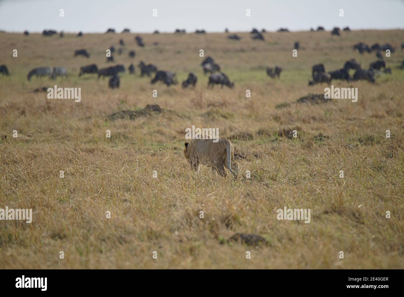 C'era un leone sulla prateria, inzidendo la testa in preparazione alla caccia. Un gran numero di animali migrano al Masai Mara National Wildlife Refu Foto Stock