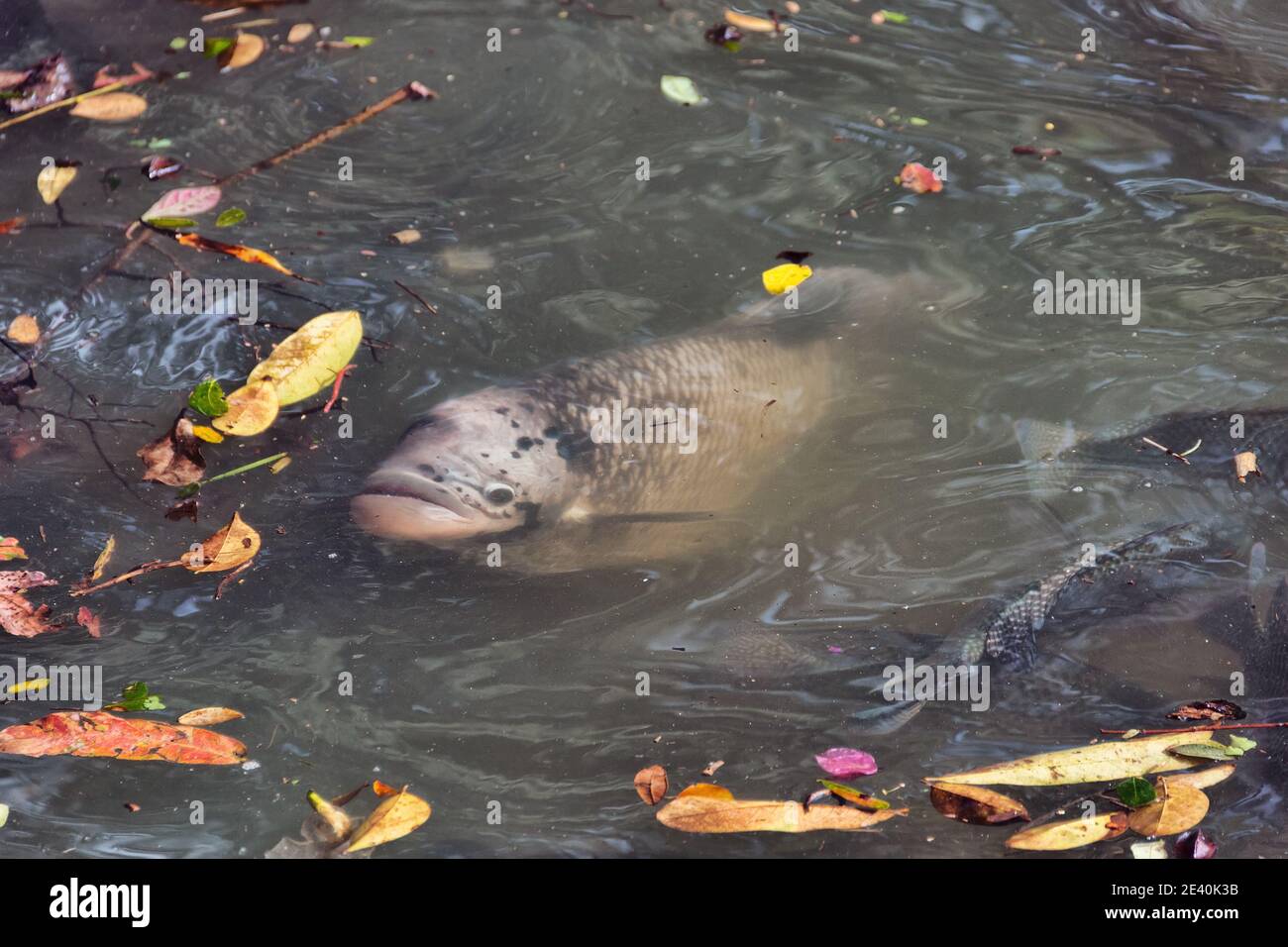 Broccante di bocca del Mozambico (Sarotherodon mossambicus) e tilapia del Nilo (Oreochromis niloticus) cichlidi di pesci di culto. Queste specie di pesci sono introdotte a. Foto Stock