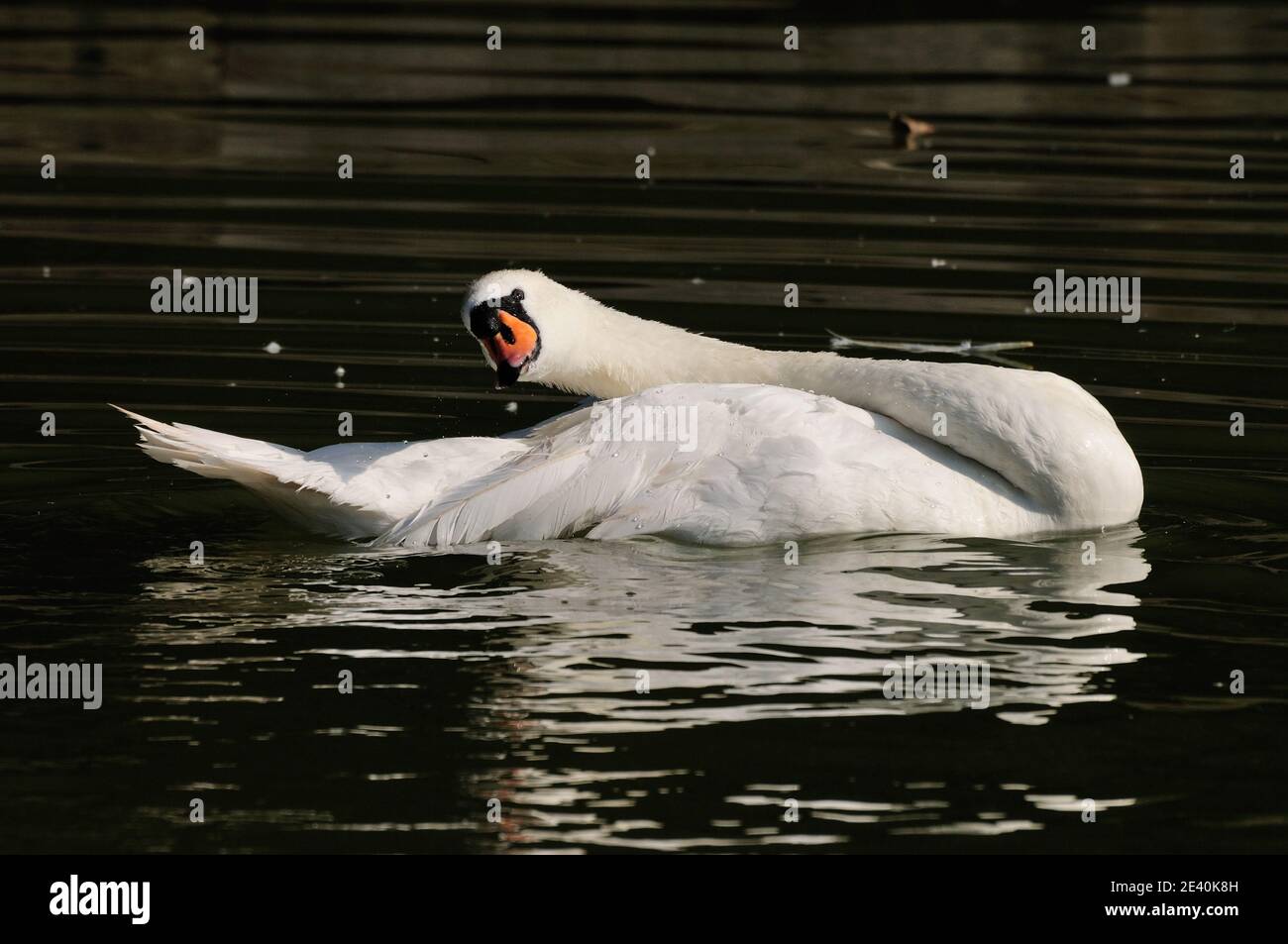 Un cigno preening. Foto Stock
