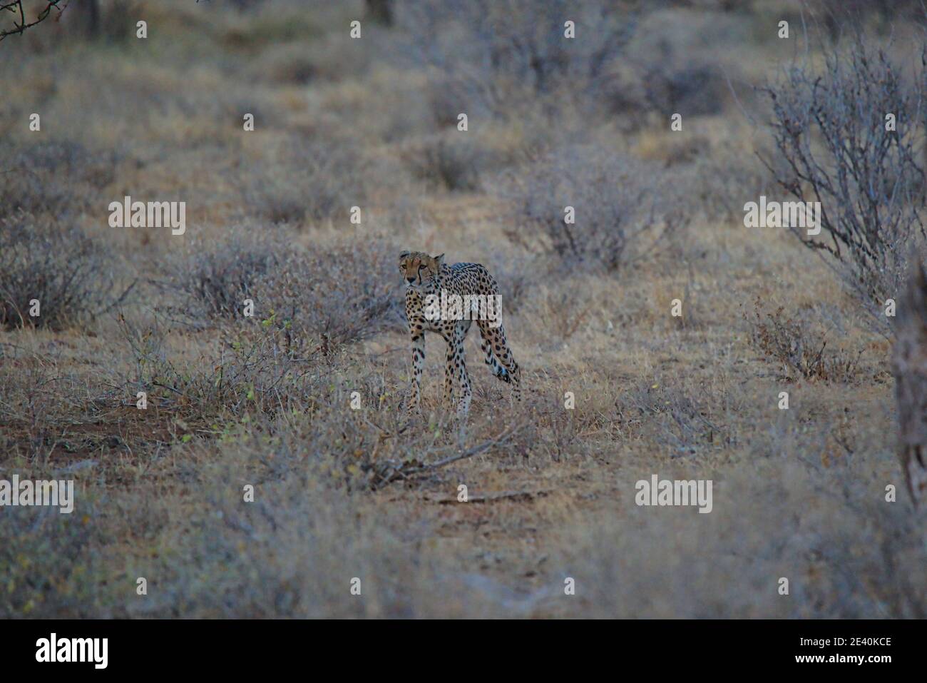 Un ghepardo africano si fermò sull'erba, i suoi occhi fissando in lontananza. Un gran numero di animali migrano al Masai Mara National Wildlife Refuge Foto Stock