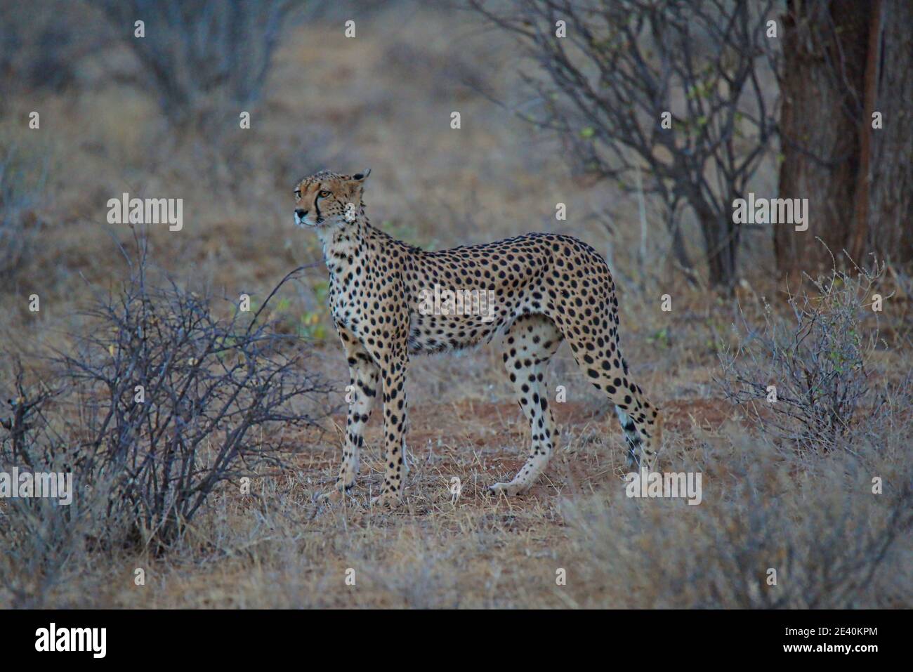 Un ghepardo africano si fermò sull'erba, i suoi occhi fissando in lontananza. Un gran numero di animali migrano al Masai Mara National Wildlife Refuge Foto Stock
