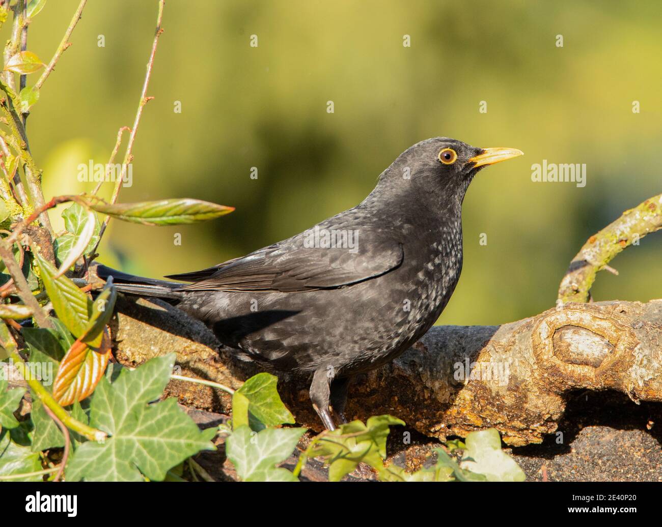 Blackbird, Turdidae, arroccato su una filiale in un giardino britannico, gennaio 2021 Foto Stock