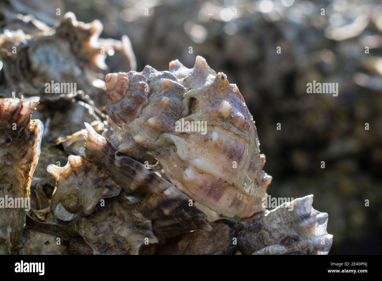 Spiaggia soleggiata sulla costa della Florida Foto Stock