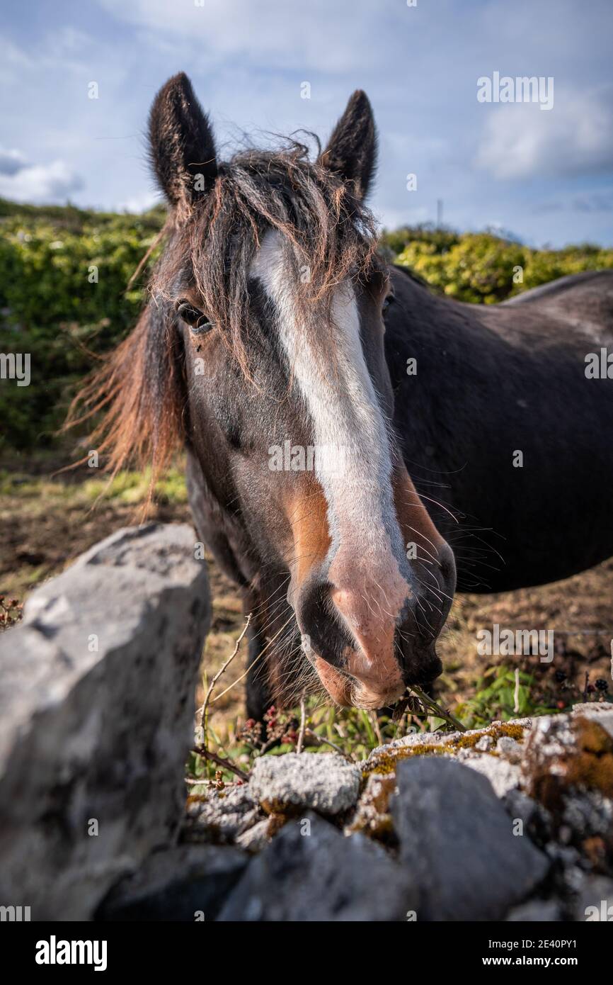 Ritratto della testa del cavallo Foto Stock
