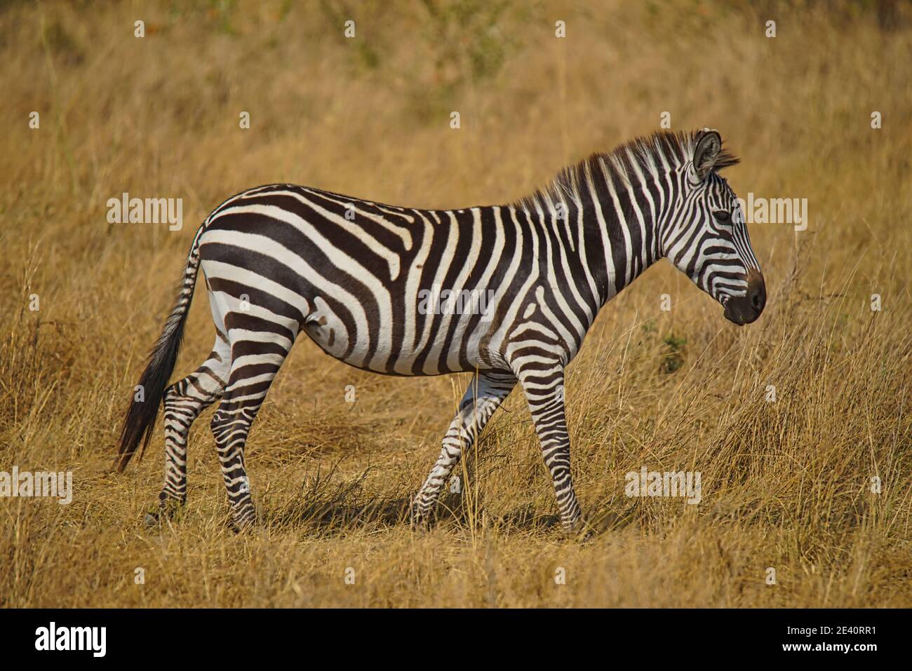 Una zebra cammina sull'erba. Un gran numero di animali migrano al Masai Mara National Wildlife Refuge in Kenya, Africa. 2016. Foto Stock