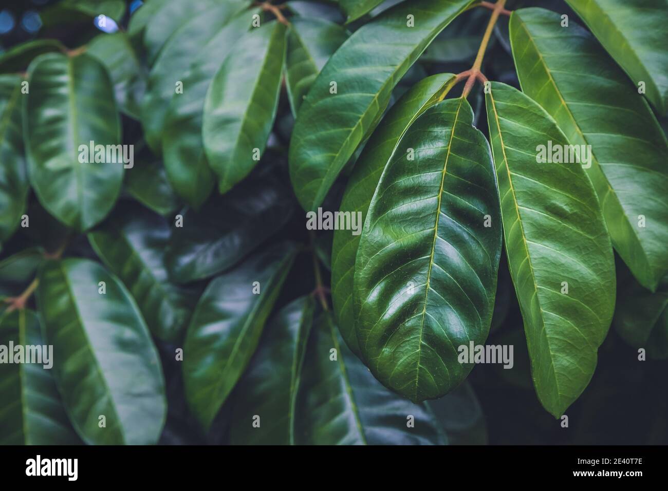 Foglie di un grande fico. Sfondo foglia Ficus. Foto Stock