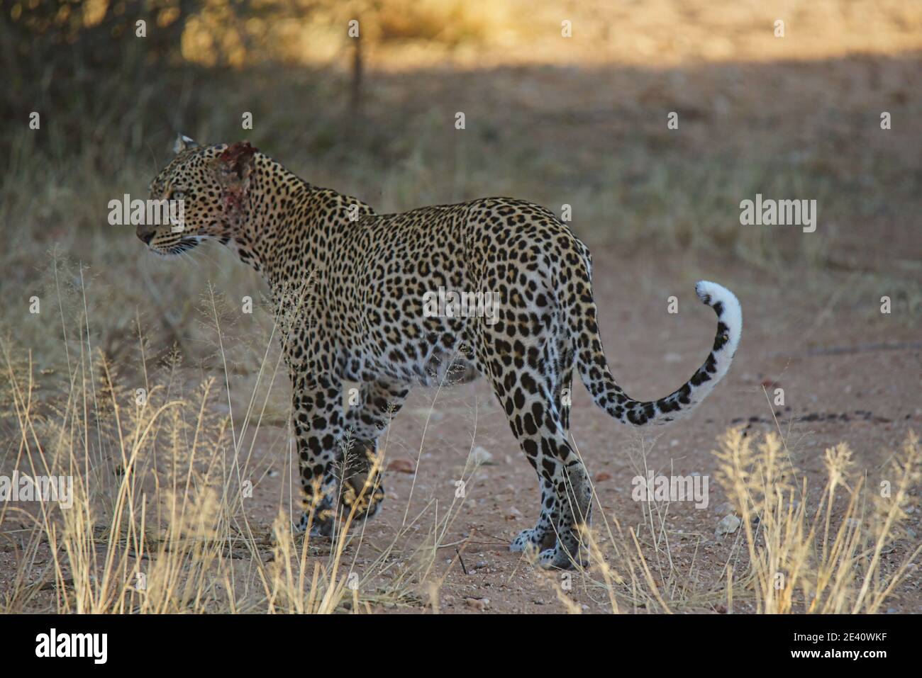 Gli occhi del leopardo si guardavano in lontananza, la coda si arricchiolava. Un gran numero di animali migrano al Masai Mara National Wildlife Refuge in Kenya, Foto Stock