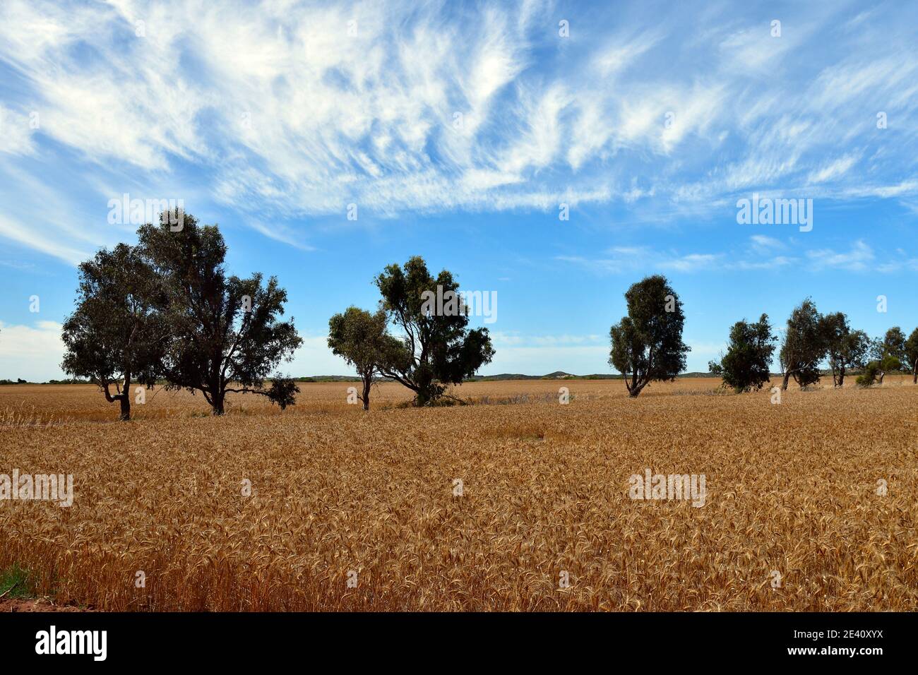 Australia, campo di grano nell'Australia Occidentale Foto Stock
