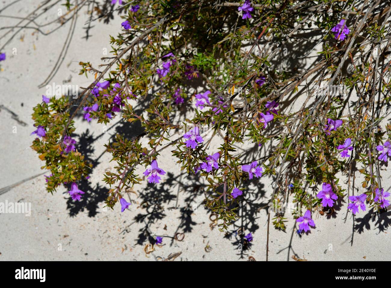 Schlangenbusch endemisch in Australia Australiana, cespuglio di serpente fiorito Foto Stock