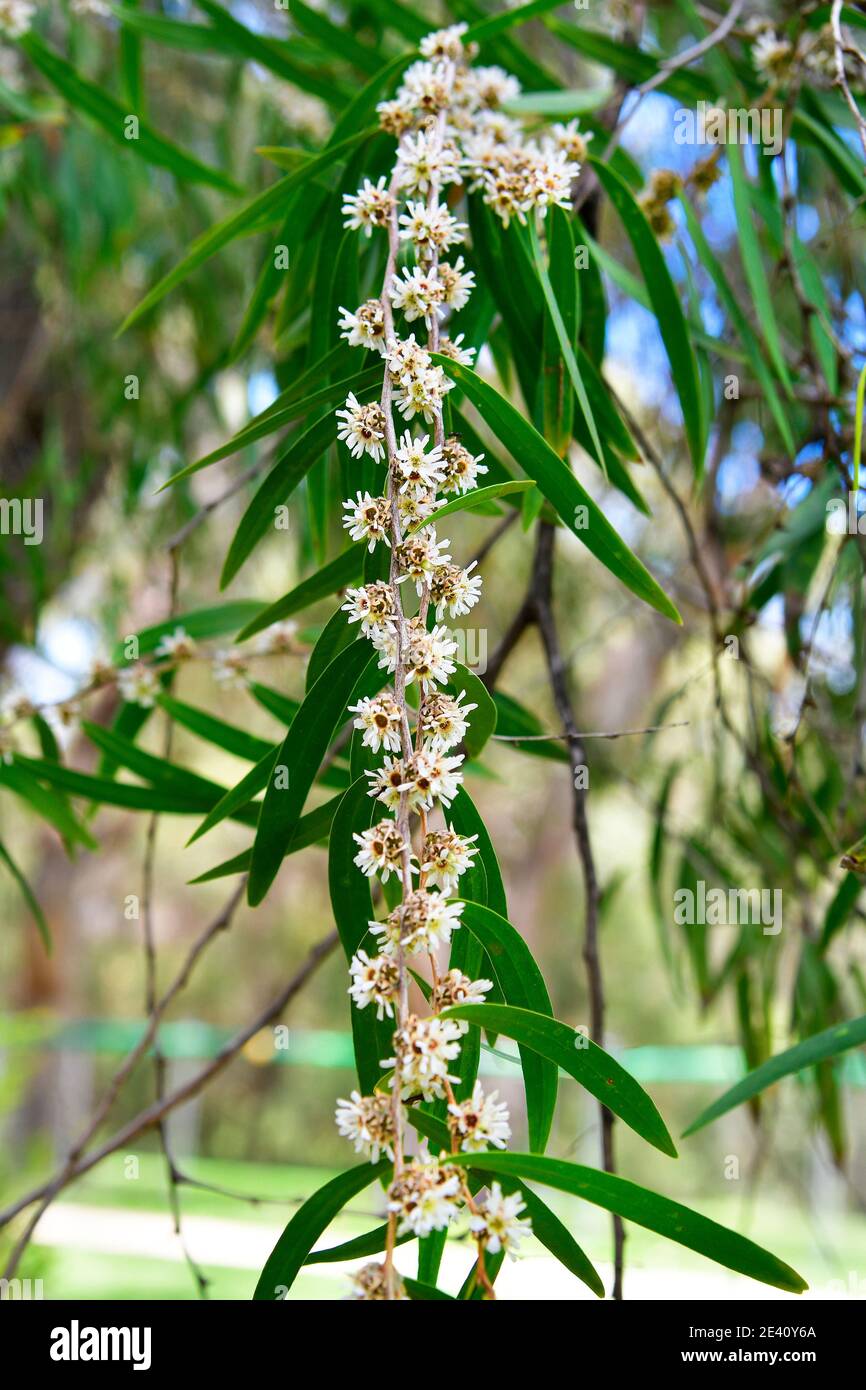 Australia, fiore fiume cigno menta piperita albero Foto Stock