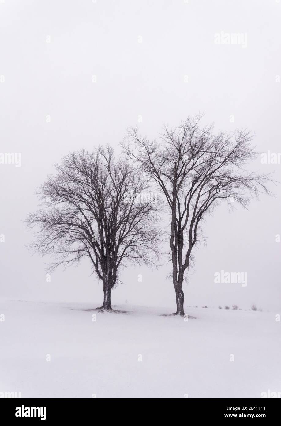 Un paio di alberi sulle pianure di Abraham, Quebec City, ridotto a silhouette nebbie durante una bizzarda Foto Stock