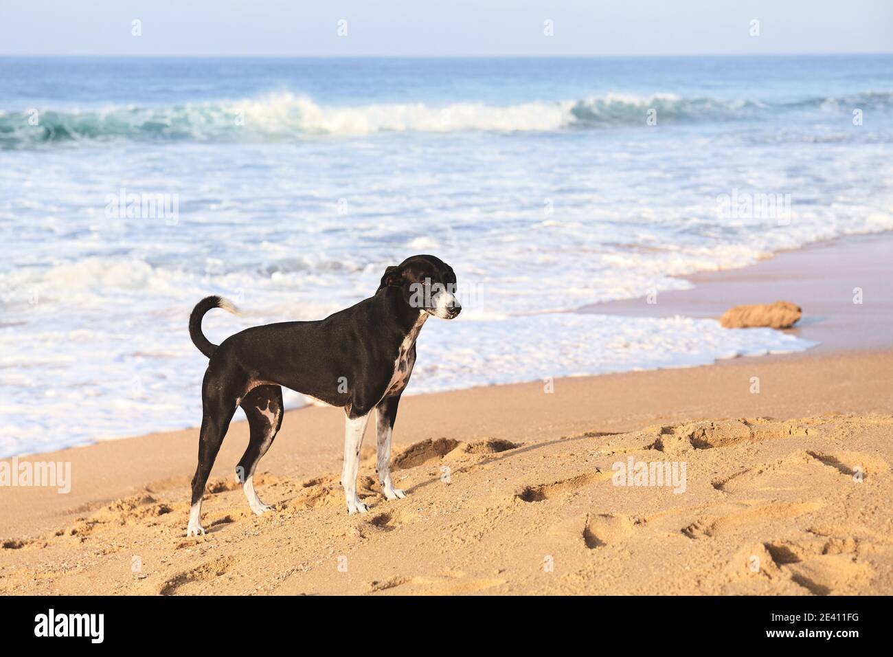 Cane su una spiaggia tropicale al tramonto. Foto Stock