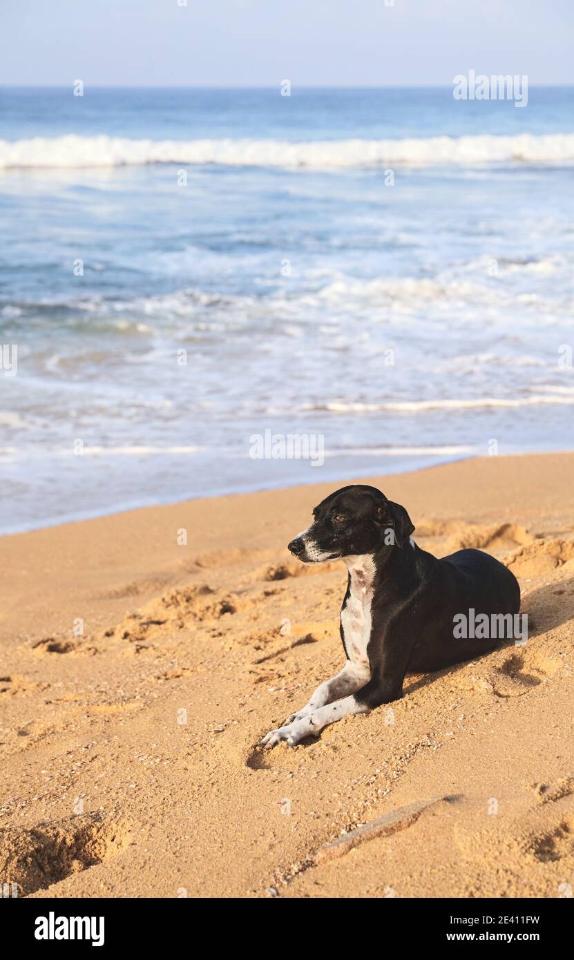 Il cane poggia su una spiaggia tropicale al tramonto. Foto Stock