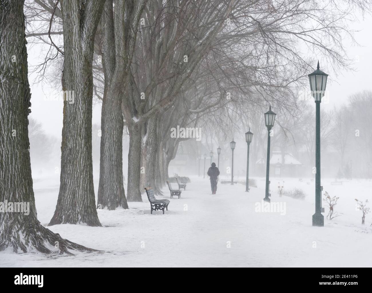 Un uomo che cammina lungo un sentiero da una fila di aceri maturi sulle pianure di Abraham, Quebec City, Canada Foto Stock