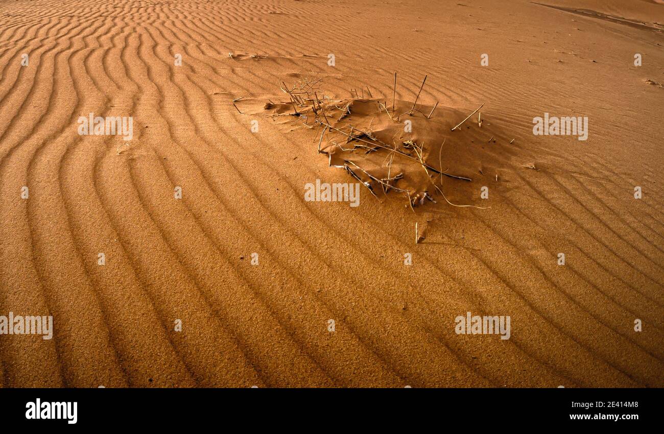 Le piante sopravvivono tra le impronte del vento nella sabbia del deserto del Sahara in Marocco. Foto Stock