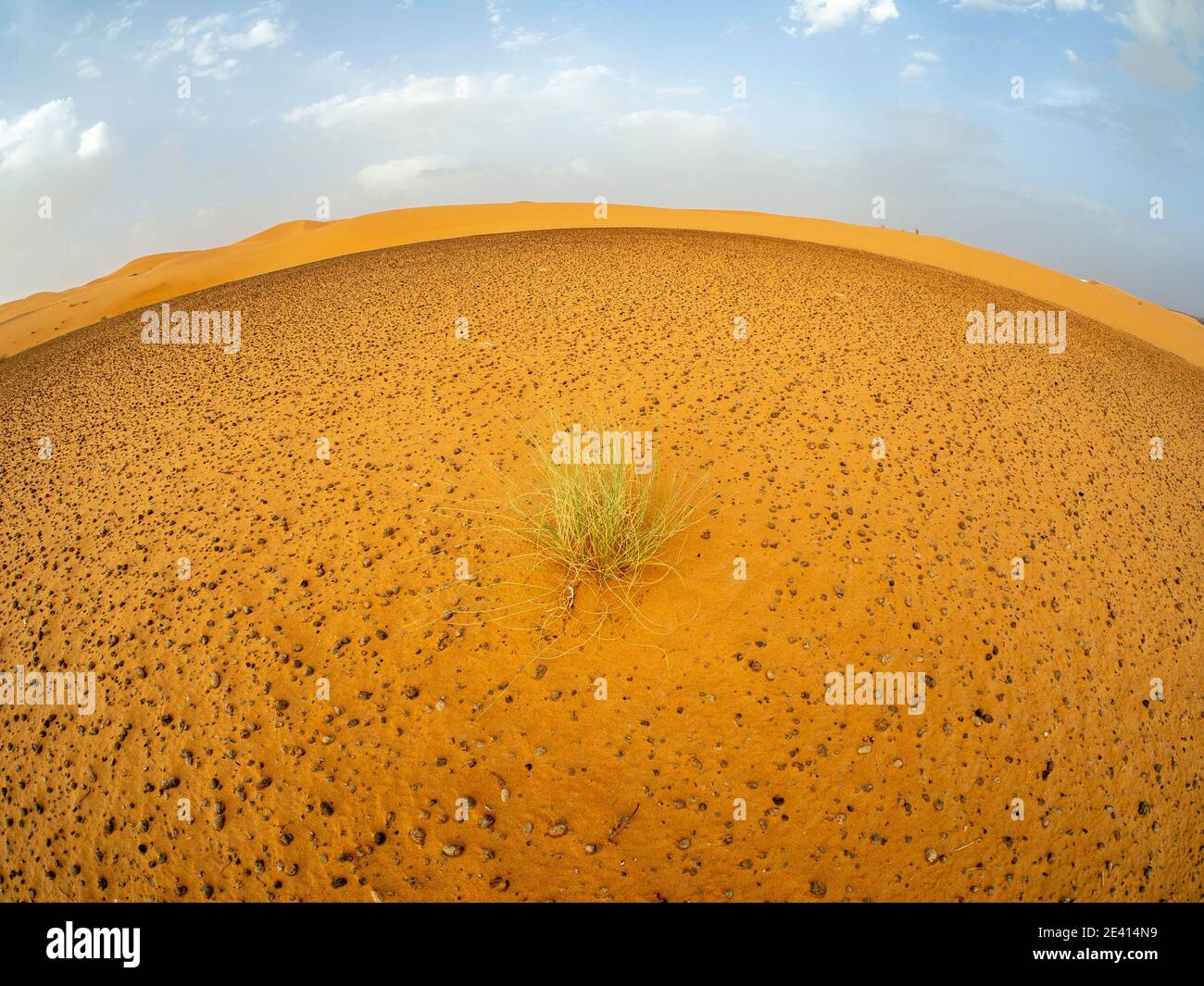 Vegetazione che cerca di sopravvivere al clima estremo del Sahara deserto in estate Foto Stock