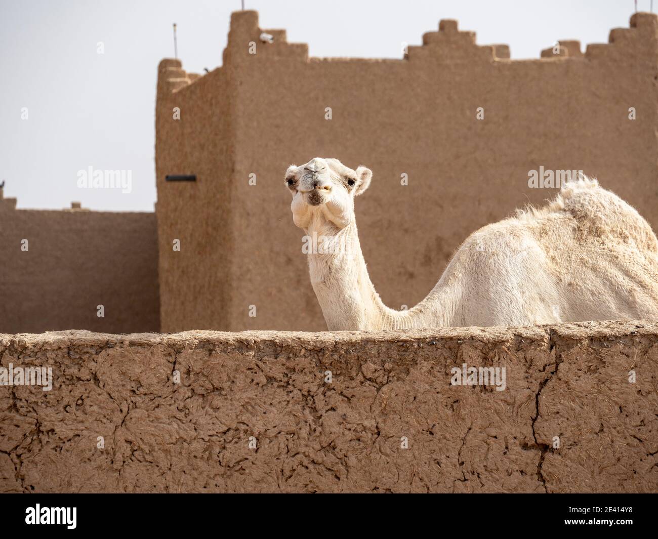 Cammello bianco dromedario all'interno di una tipica costruzione del deserto marocchino del Sahara. Foto Stock