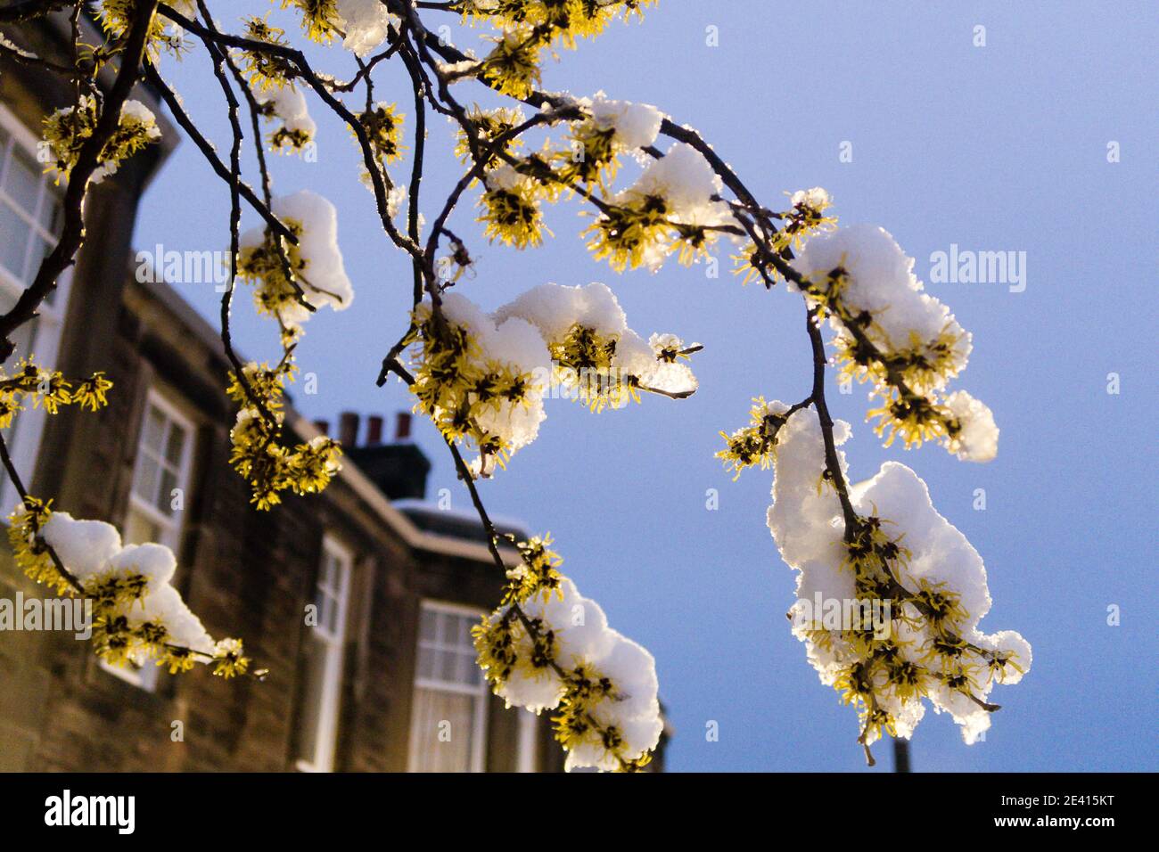 Una pianta di nocciolo di strega coperta di neve Foto Stock