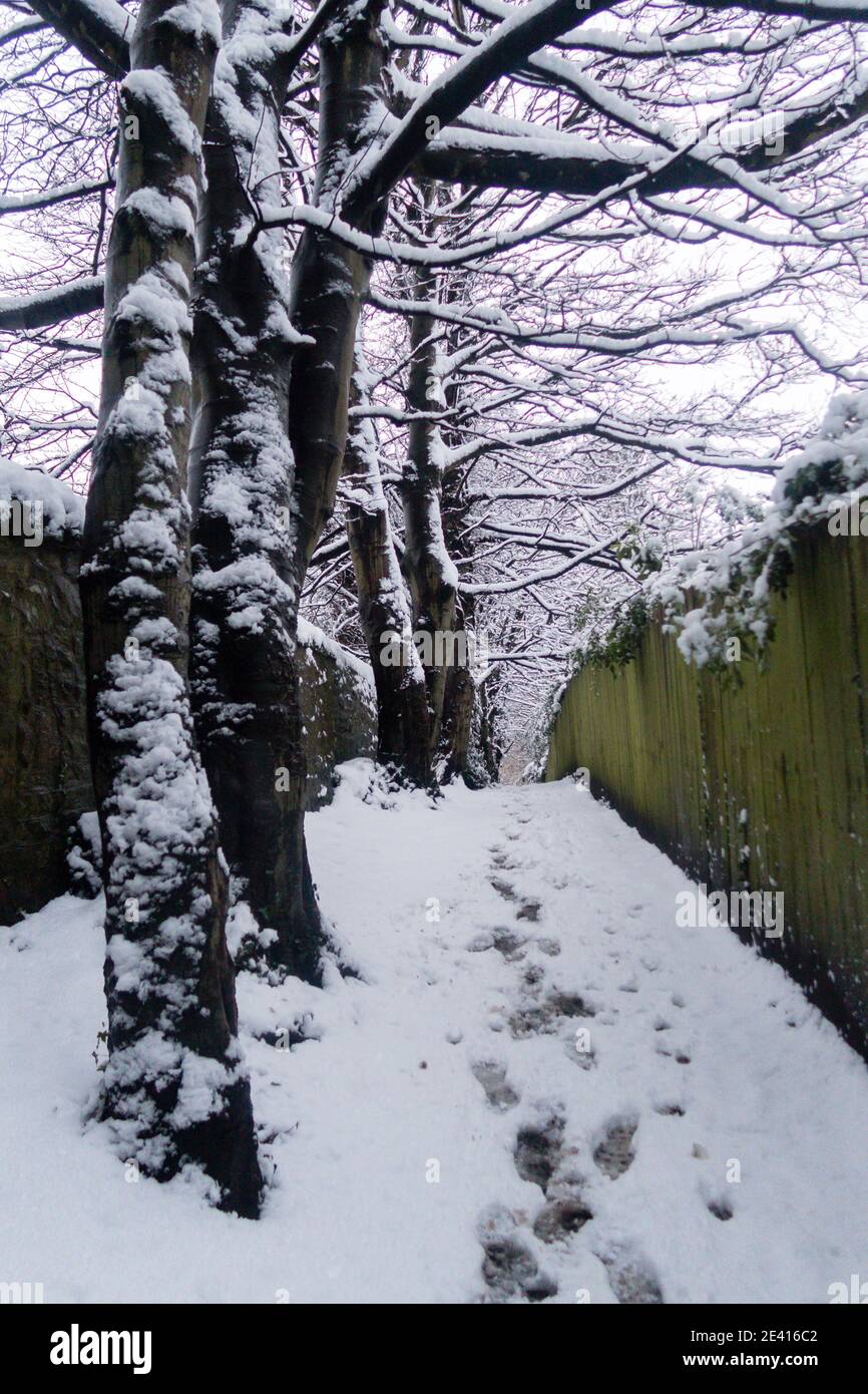 Un sentiero nella foresta coperta di neve Foto Stock