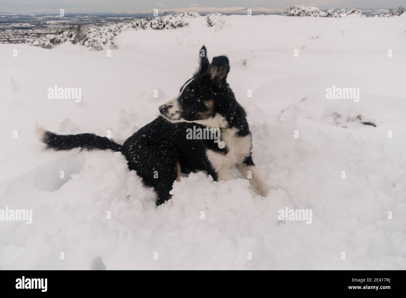 Un cane nella neve Foto Stock
