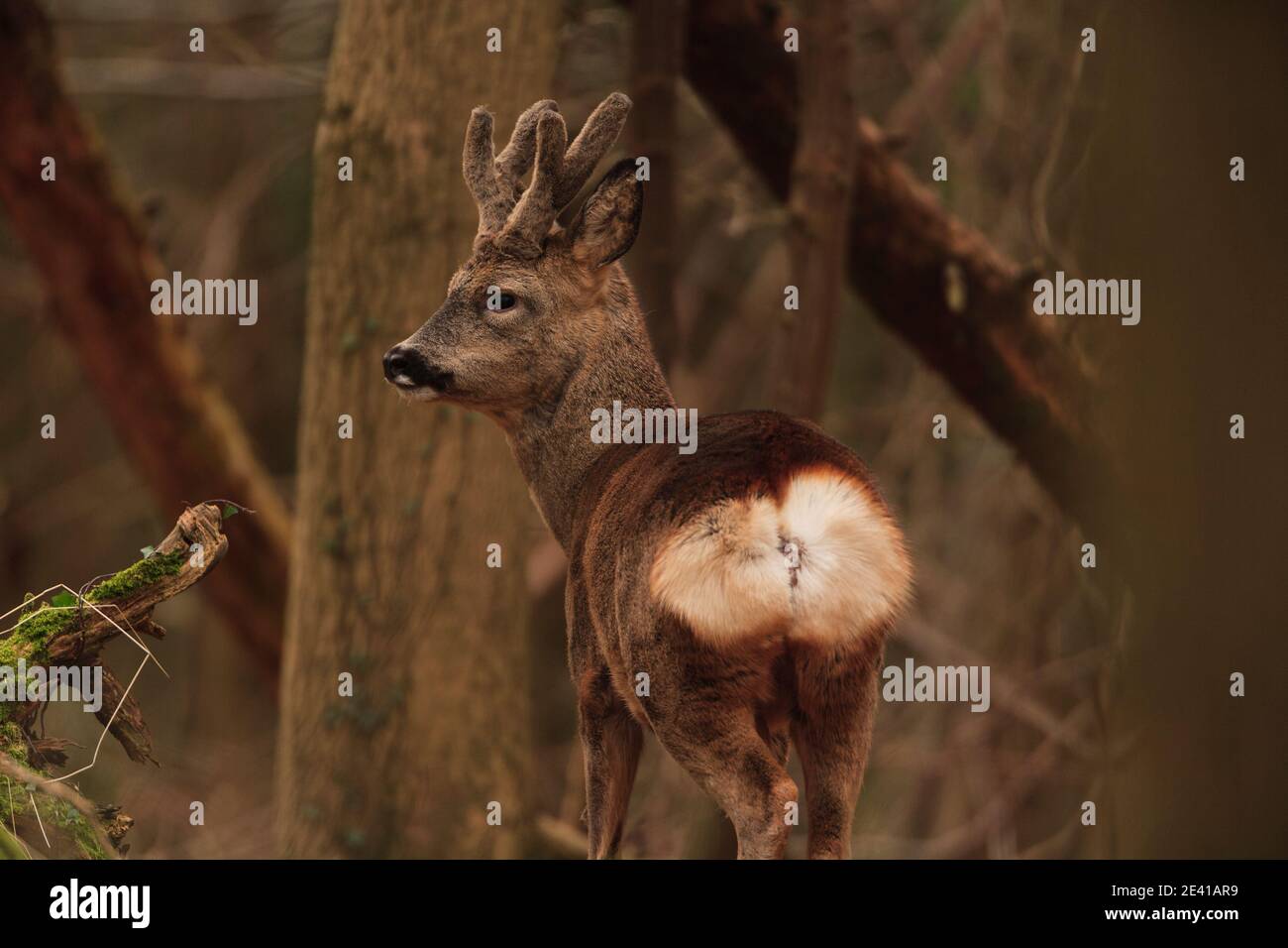 Roe Deer nel loro habitat naturale. Foto Stock