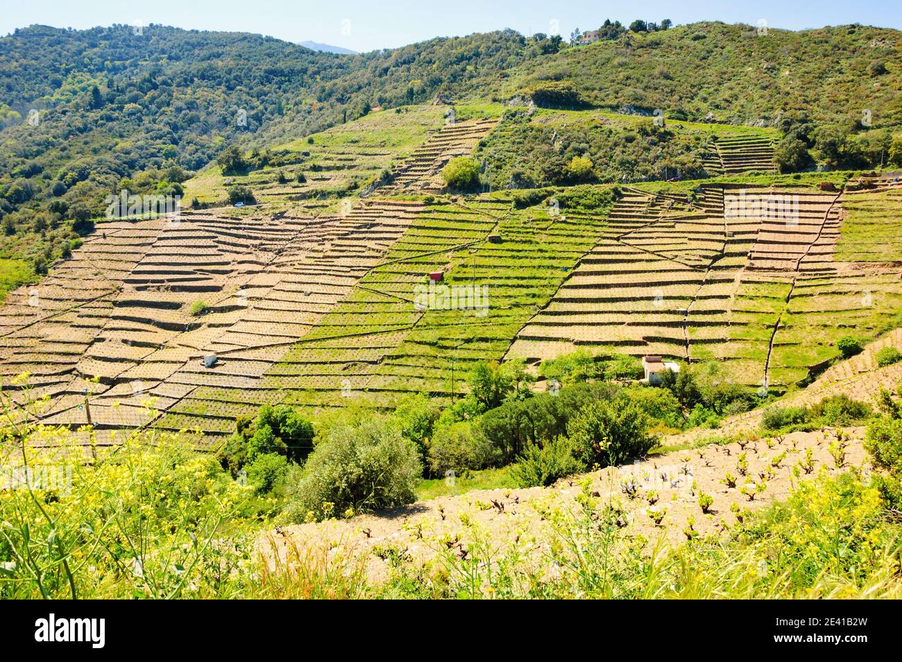 Terrazze vigneto in Languedoc Roussillon in primavera. Francia Foto Stock