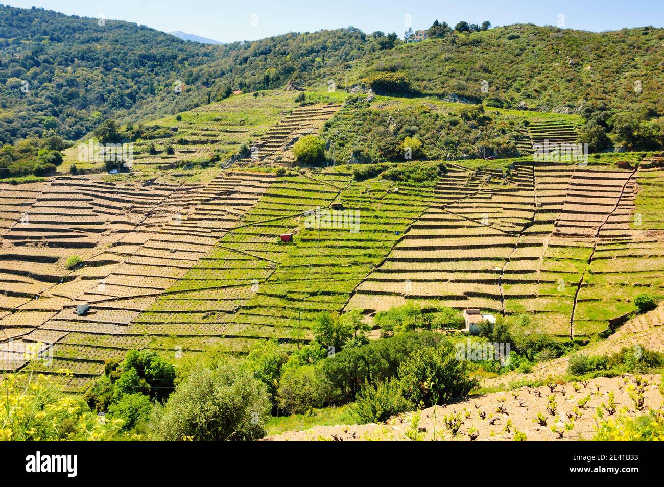 Terrazze vigneto in Languedoc Roussillon in primavera. Francia Foto Stock