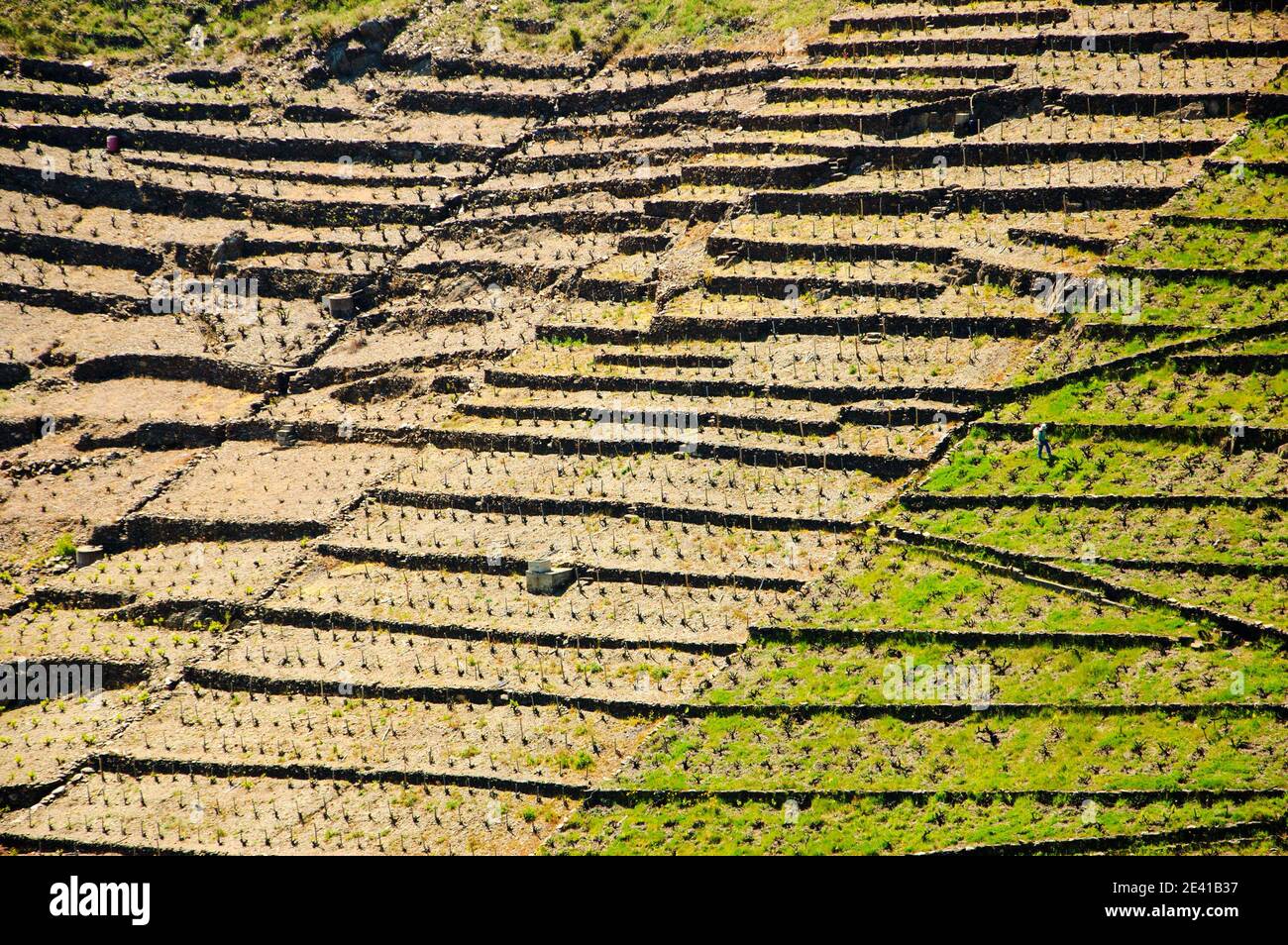 Francia. Terrazze vigneto in Languedoc Roussillon in primavera. Uomo che lavora con viti. Foto Stock