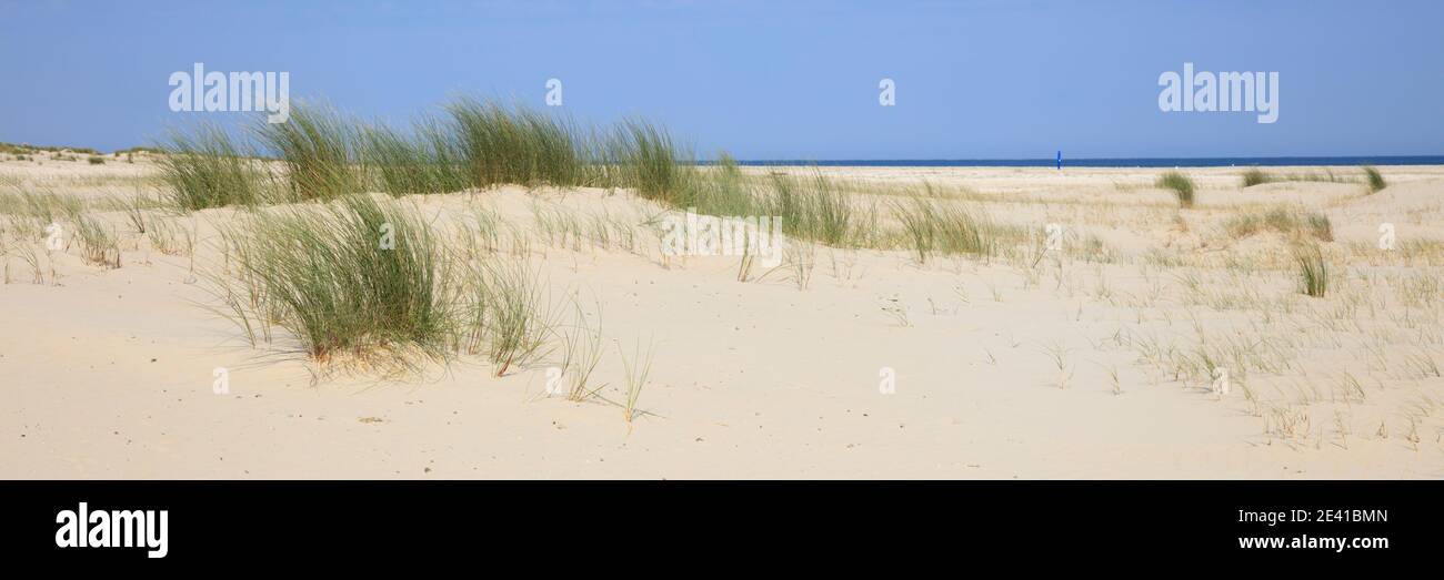 Paesaggio delle dune, Borkum, Isola Frisone Est, frisia Est, bassa Sassonia, Germania, Europa Foto Stock Paesaggio delle dune, Borkum, Isola Frisone Est, frisia Est, bassa Sassonia, Germania, Europa Foto Stock