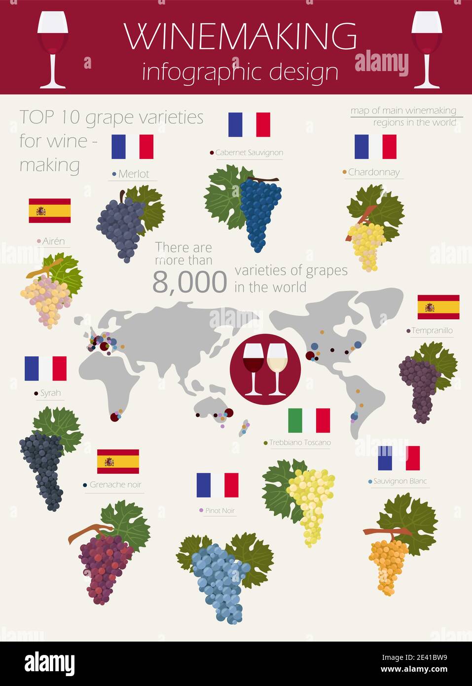 Varietà di uve per il vino. Infografica sulla vinificazione. Illustrazione vettoriale Illustrazione Vettoriale