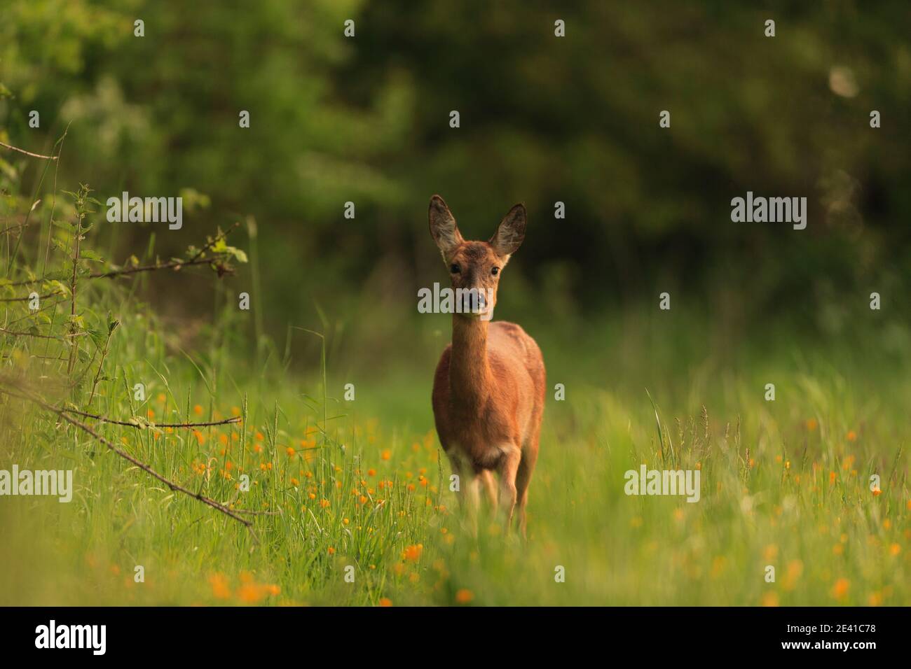Roe Deer nel loro habitat naturale. Foto Stock