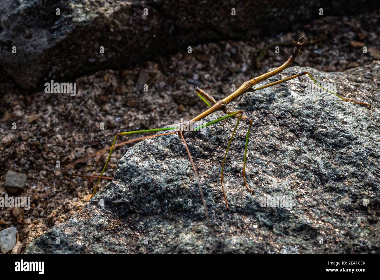 Un insetto bastone a piedi su un muro di pietra al Shenandoah National Park in Virginia. Foto Stock