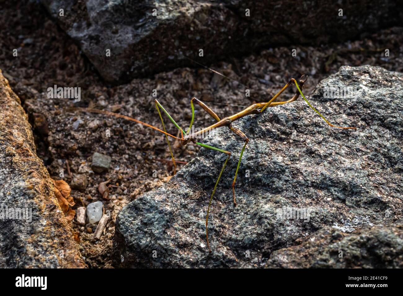 Un insetto bastone a piedi su un muro di pietra al Shenandoah National Park in Virginia. Foto Stock