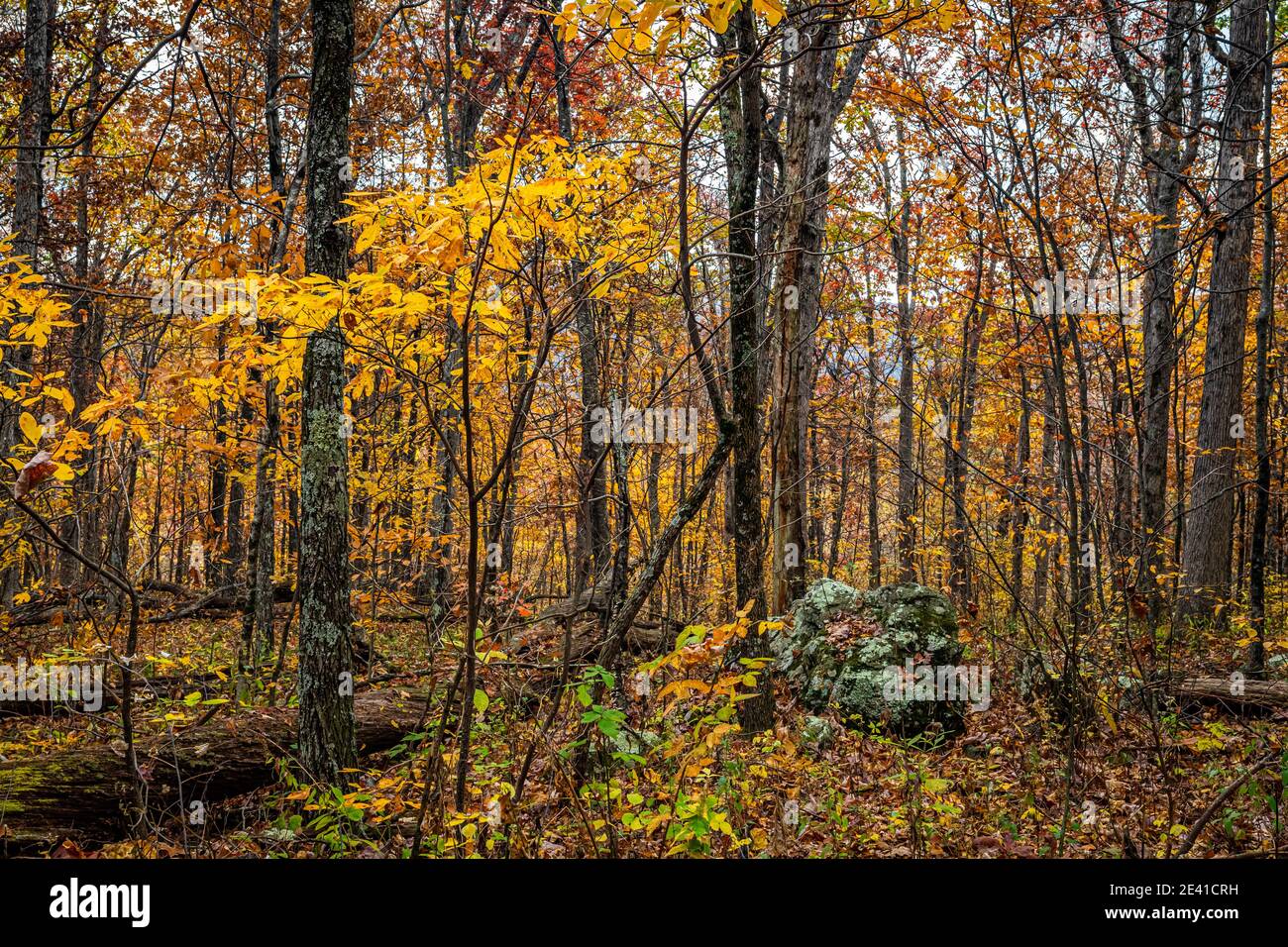Il colore delle foglie autunnali cambia lungo il Big Meadows Horse Trail vicino a Fishers Gap al Shenandoah National Park in Virginia. Foto Stock