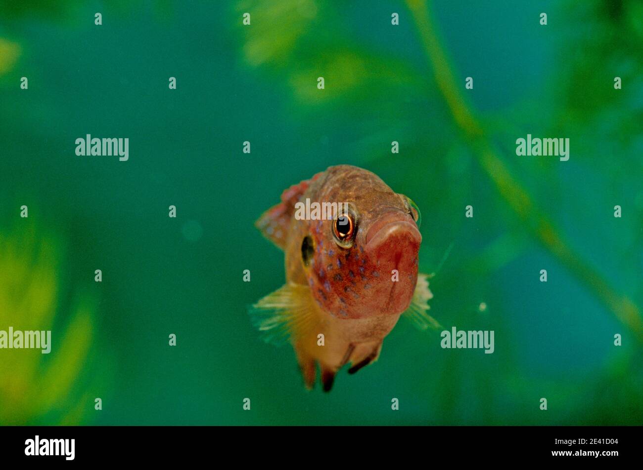 Hemichromis lifalili, nome comune Cichlid gioiello rosso sangue, è una specie di pesce della famiglia Cichlidae. Foto Stock