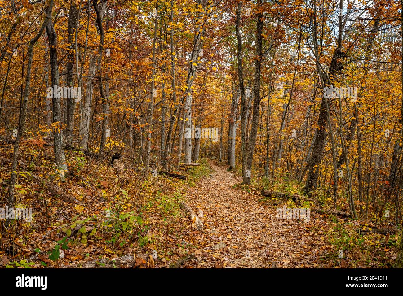 Il colore delle foglie autunnali cambia lungo il Big Meadows Horse Trail vicino a Fishers Gap al Shenandoah National Park in Virginia. Foto Stock