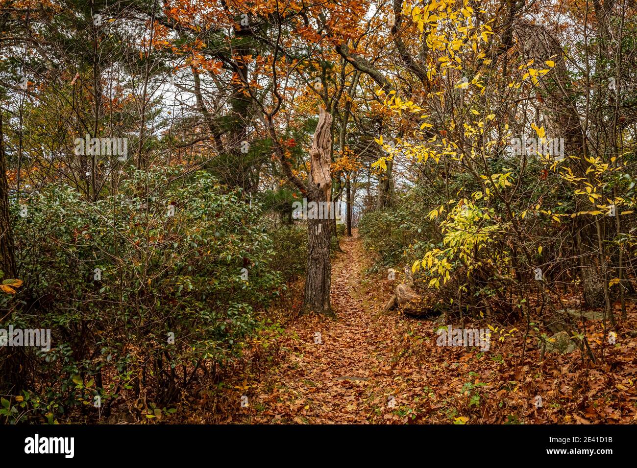 Il sentiero Appalachian si snoda per oltre cento chilometri Il Parco Nazionale di Shenandoah offre spettacolari vedute delle Blue Ridge Mountain e. incluso ne Foto Stock