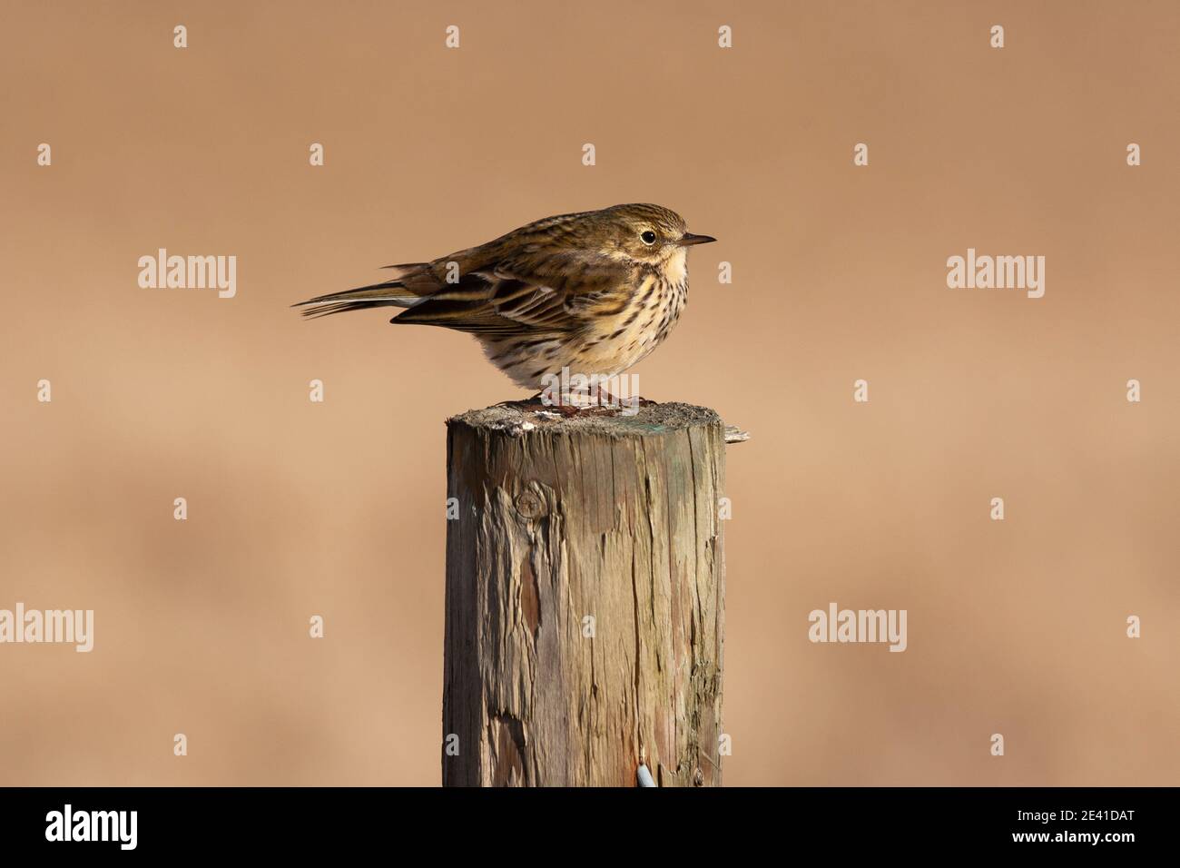 Meadow Pipit (Anthus pratensis), Yorkshire, Regno Unito Foto Stock