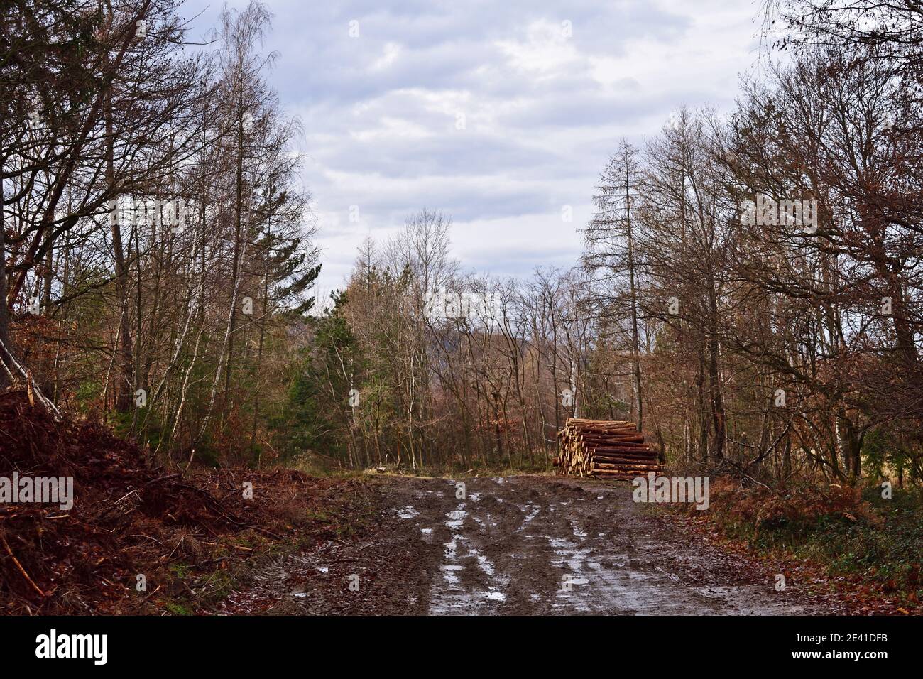Silvicoltura vicino Sopron, tronchi e fangoso strada sterrata in inverno Foto Stock