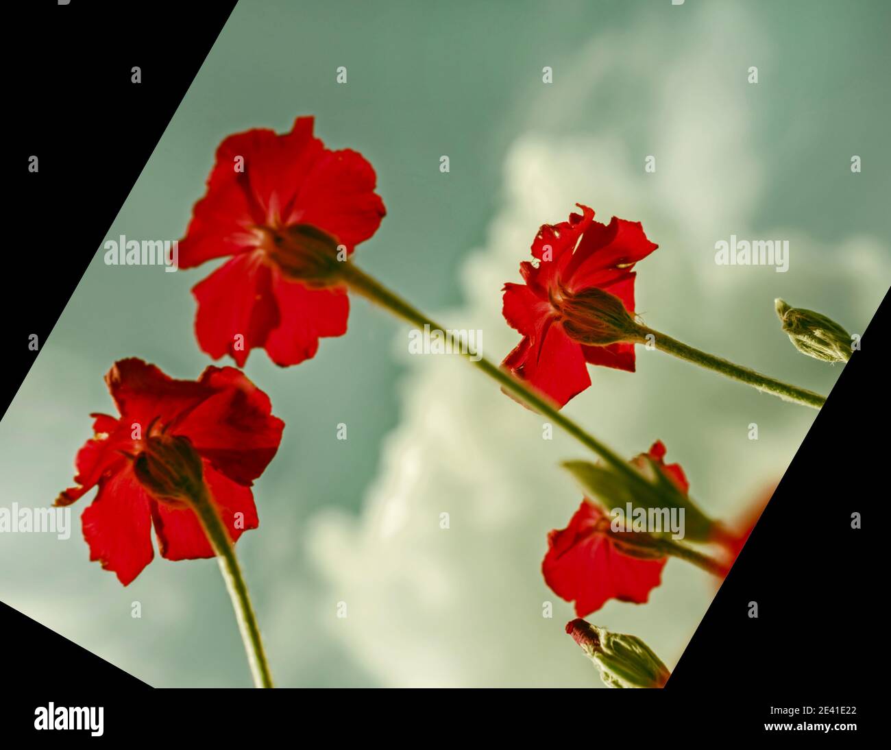 Fiori rossi estivi in cornice rovesciata su sfondo scuro Foto Stock