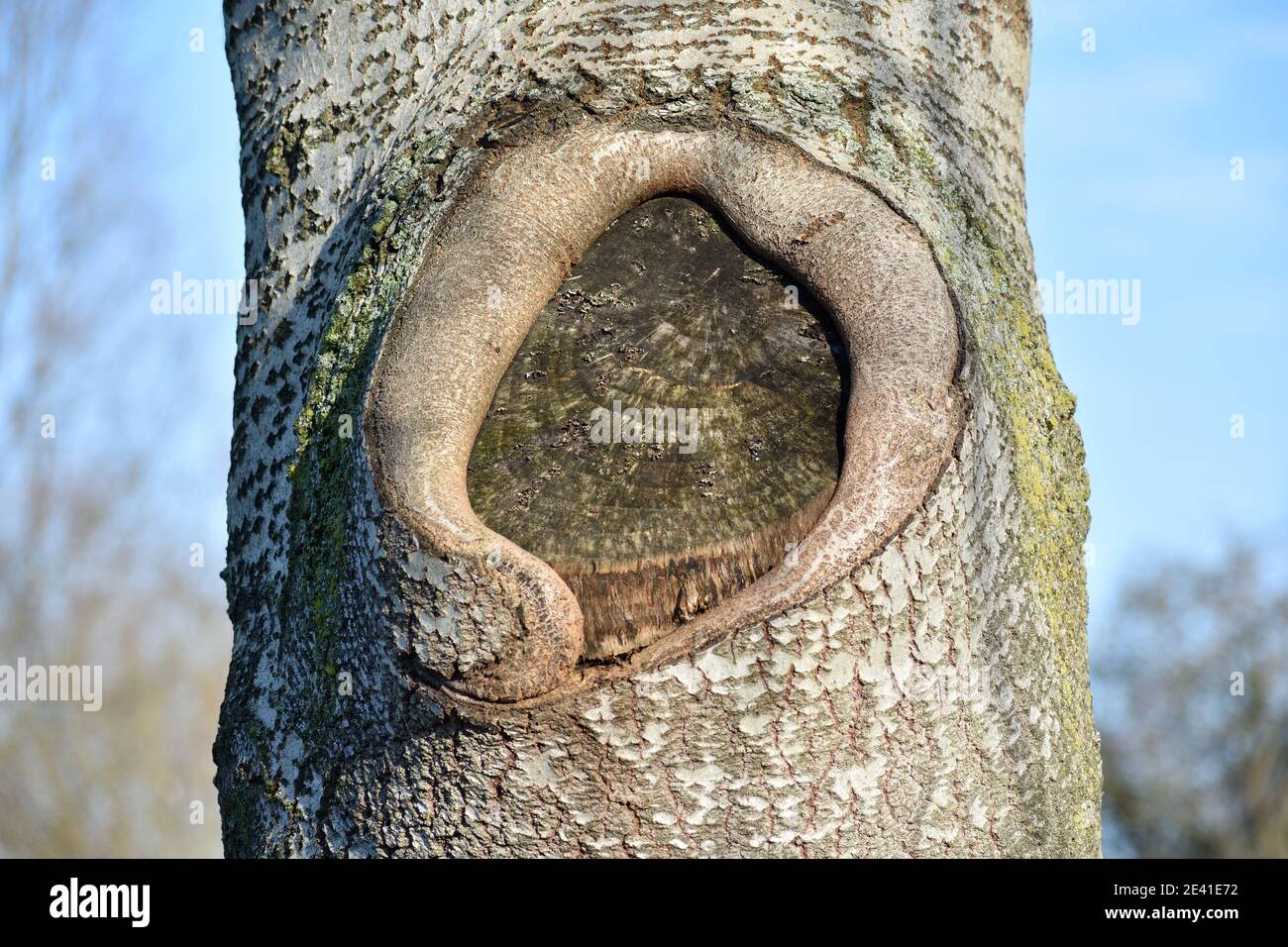 Corteccia dell'albero che mostra i particolari curioso del nodo Foto Stock