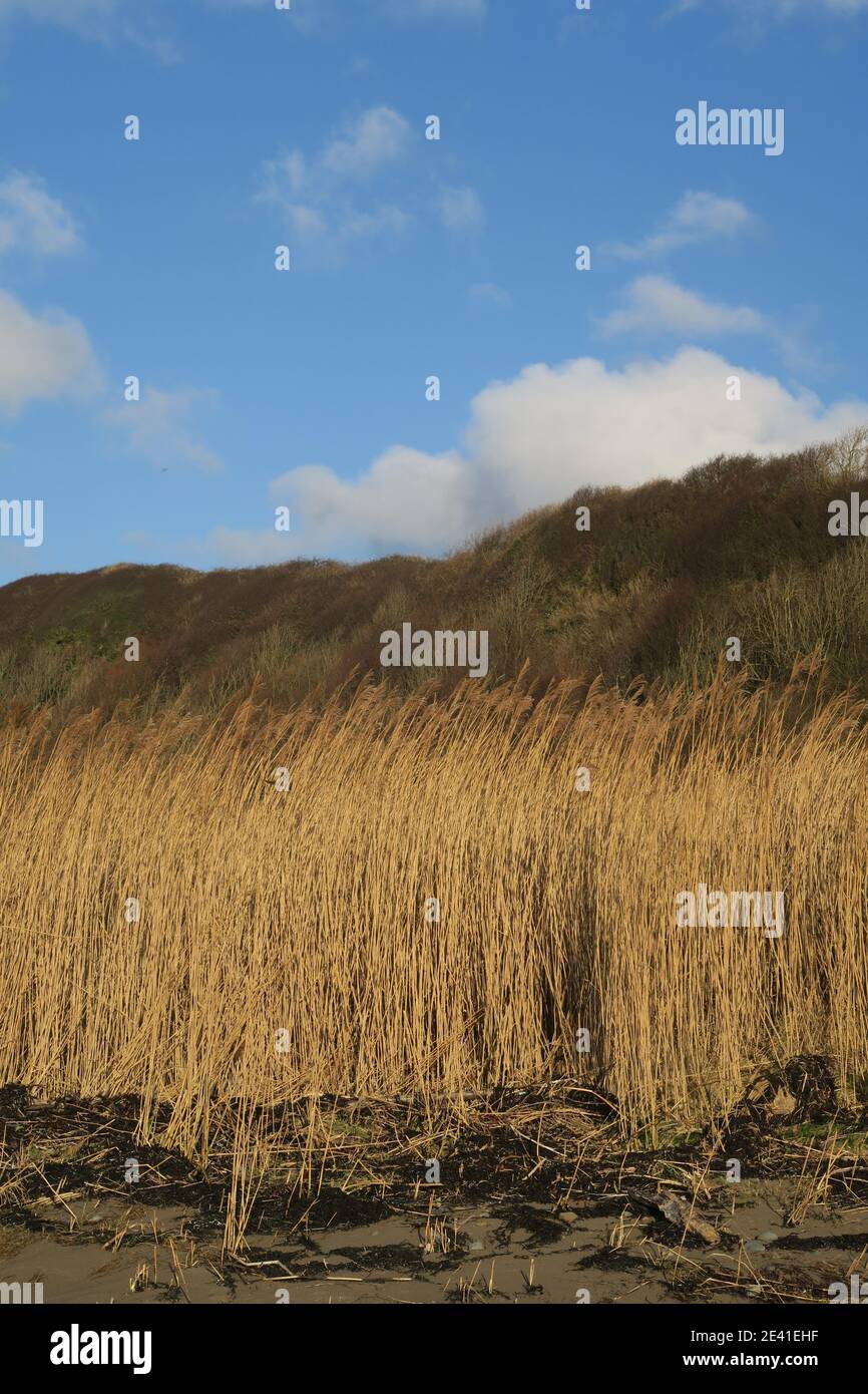 Erbe che crescono sulla costa a Croy Shore, Ayrshire, Scozia, Regno Unito Foto Stock