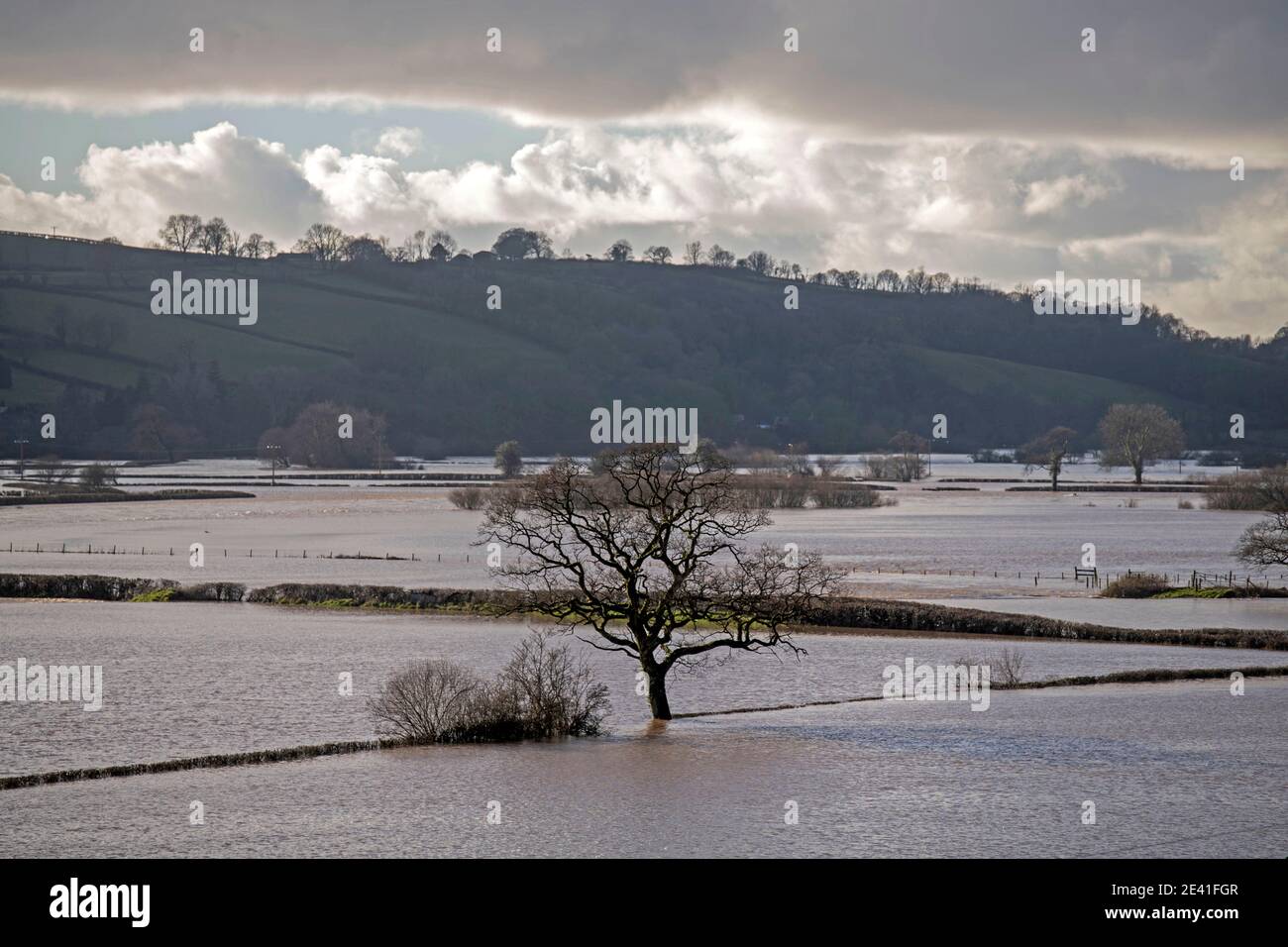 Swansea, Regno Unito. 21 Gennaio 2021. La Towy Valley allagata nel Carmarthenshire, nel Galles del Sud, dopo la forte pioggia di Storm Christoph, ha fatto scoppiare il fiume Towy sulle sue rive. Credit: Phil Rees/Alamy Live News Foto Stock