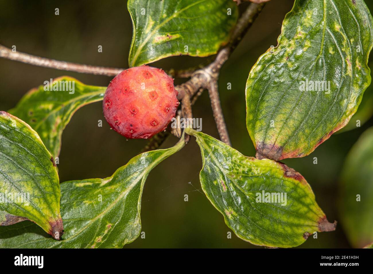 kousa dogwood, Dogwwod giapponese (Cornus kousa), zig con frutta commestibile Foto Stock