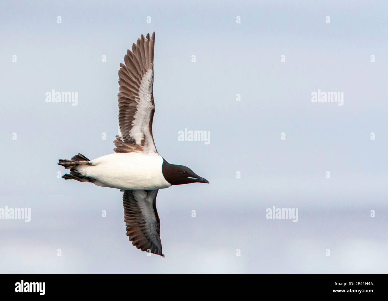 guillemot di Bruennich (Uria lomvia), in volo, Norvegia, Svalbard Foto Stock