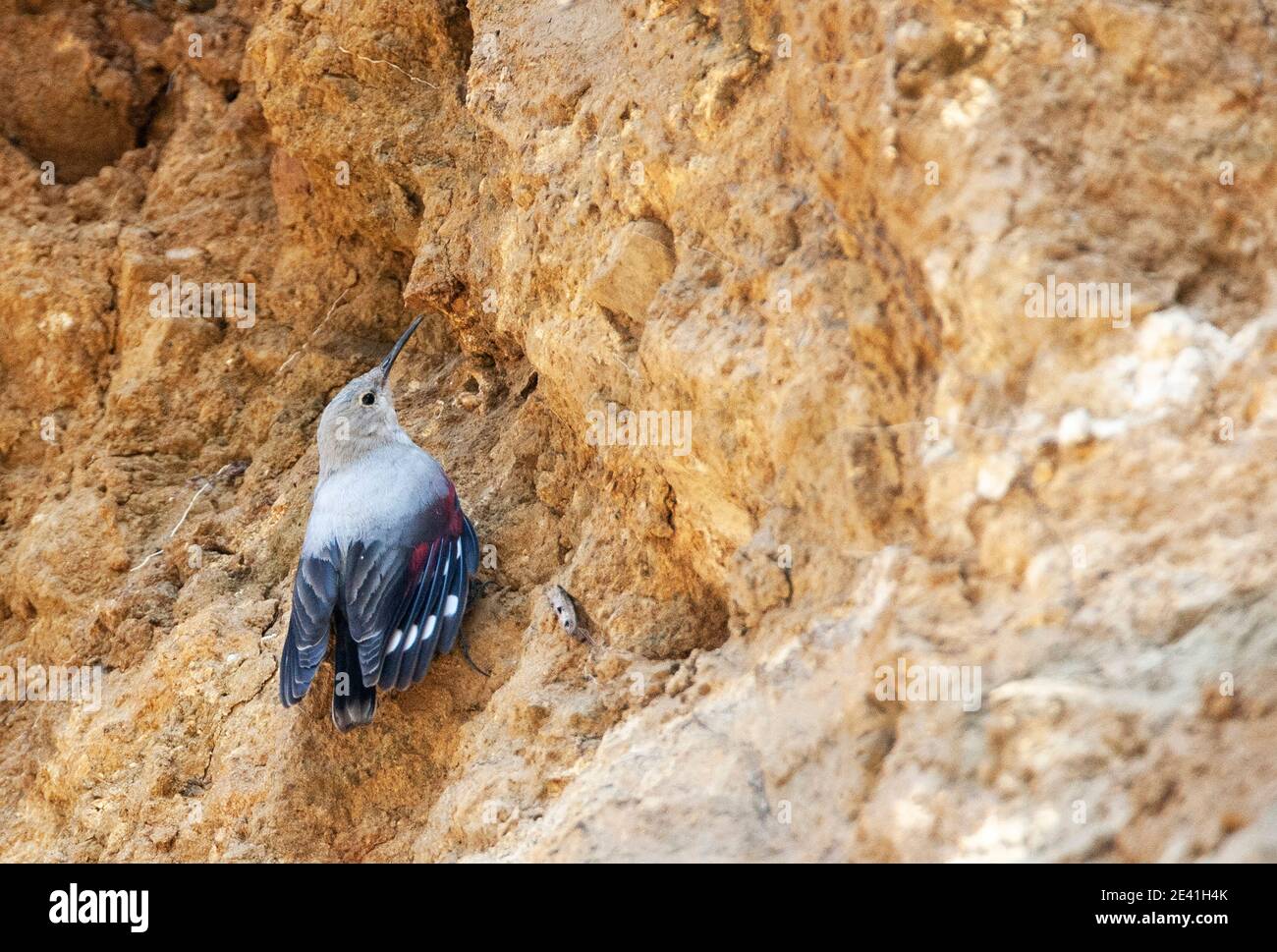 Wallsuperriduttore (Tichodroma muraria nepalensis, Tichodroma nepalensis), ai piedi delle colline dell'Himalaya, che si trova su una scogliera a lato della strada, India, Himalaya, Foto Stock