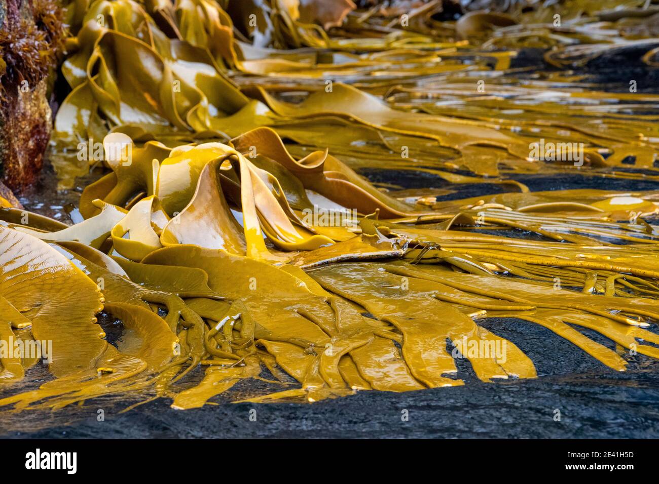Kelp attaccato alla riva sulle Sarre, Nuova Zelanda, le Sarre Foto Stock