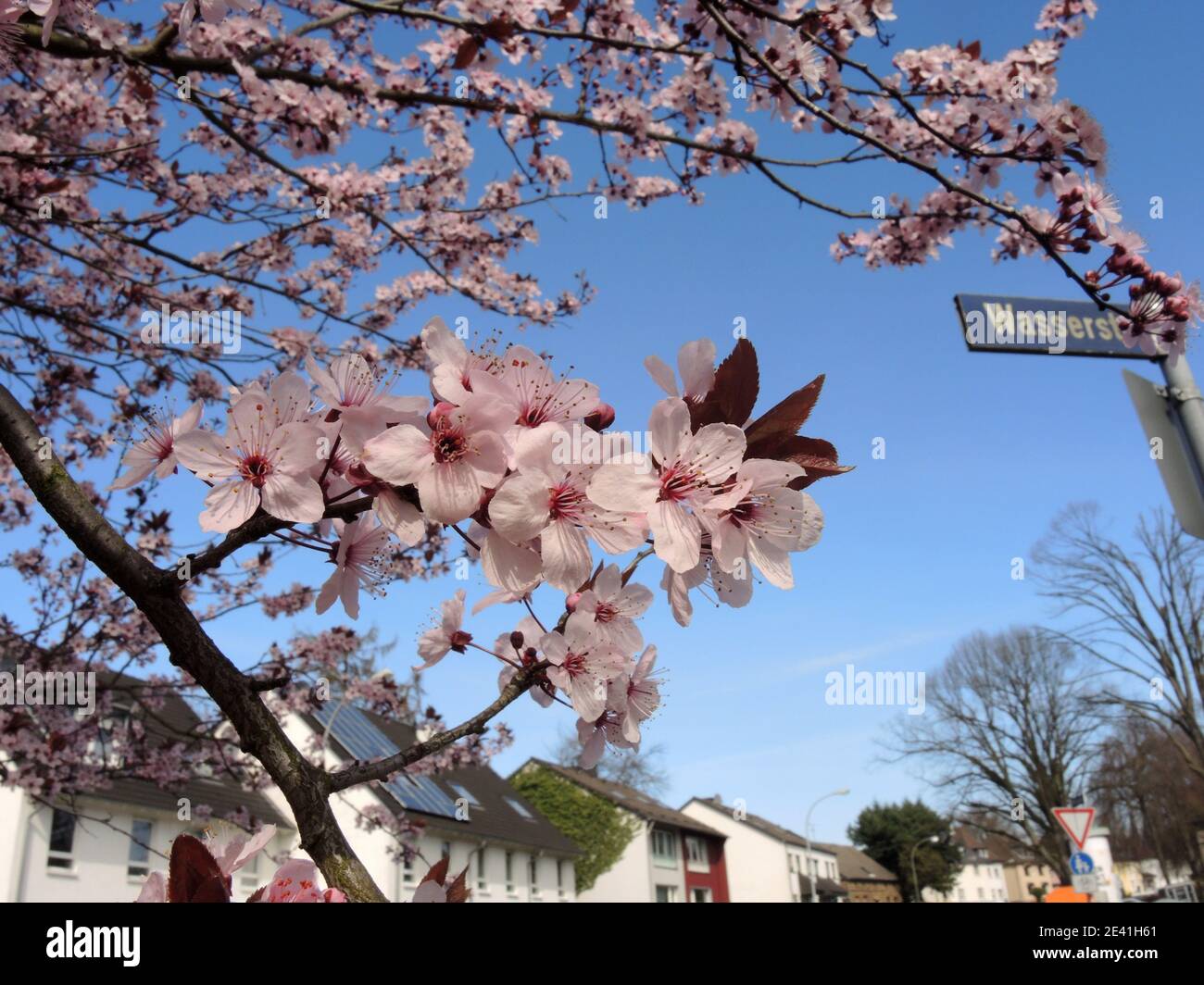 Prugna di ciliegia, prugna di Myrobalan (Prunus cerasifera 'Nigra', Prunus cerasifera Nigra), fiorente a streetside, Germania Foto Stock