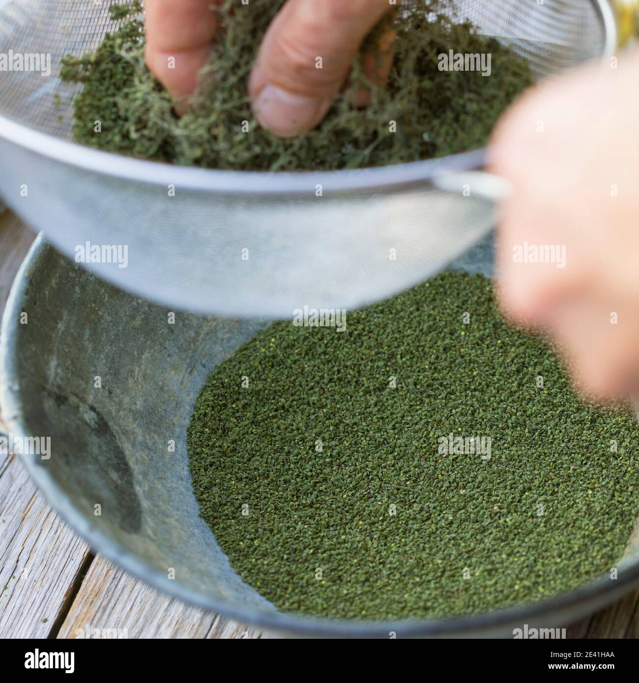 Ortica di pungitura (Urtica dioica), i semi essiccati sono setacciati attraverso un setaccio di cucina, pulito, Germania Foto Stock