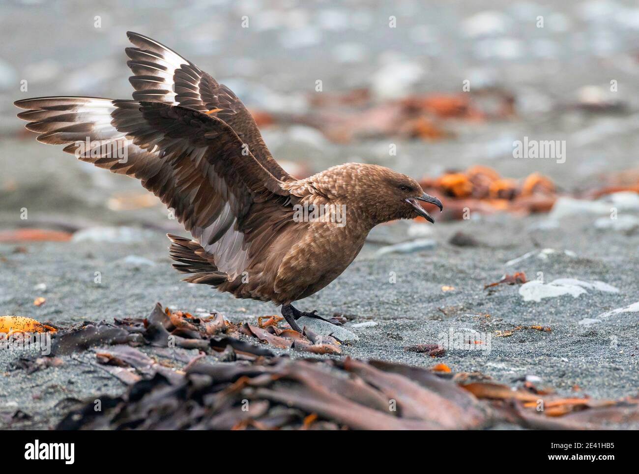 lonnberg's skua, Brown skua, Antartico skua, subantartico skua, sud grande skua, southern skua, h& 257;koakoa (Stercorarius antarcticus Foto Stock